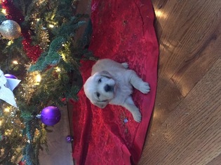 Golden Retriever Puppy for sale in CASPER, WY, USA