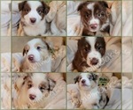 Small #1 Australian Shepherd