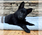 Small Photo #12 German Shepherd Dog Puppy For Sale in LENOIR, NC, USA