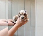 Small #6 Cock-A-Poo