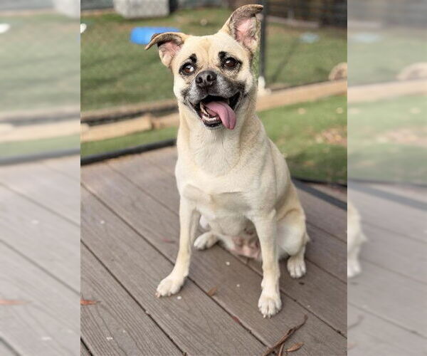 Medium Photo #3 Pug Puppy For Sale in Fremont, CA, USA