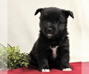 Chinese Crested-Schipperke Mix Puppy for sale in MYERSTOWN, PA, USA
