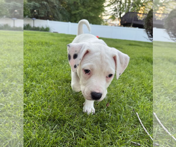 Medium Photo #7 American Pit Bull Terrier Puppy For Sale in St. Louis Park, MN, USA