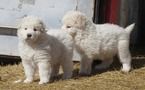 Puppy 3 Maremma Sheepdog