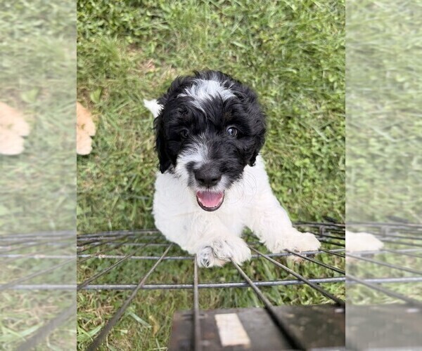 Medium Photo #8 Aussiedoodle Puppy For Sale in ASHEVILLE, NC, USA