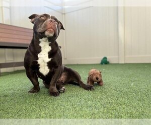 American French Bull Terrier Dogs for adoption in Camarillo, CA, USA