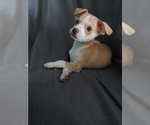 Puppy 2 Beagle-Chihuahua Mix