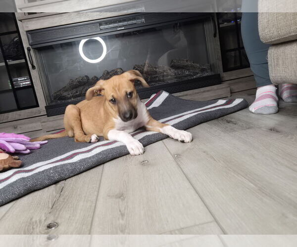 Medium Photo #3 Labrador Retriever-Unknown Mix Puppy For Sale in Plainfield, IL, USA