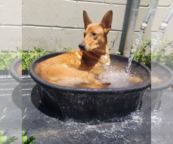 Medium Photo #1 Mutt Puppy For Sale in Amarillo, TX, USA