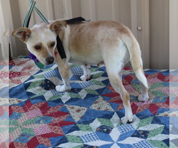 Medium Photo #3 Chihuahua Puppy For Sale in Bandera, TX, USA