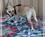 Small #2 Chihuahua