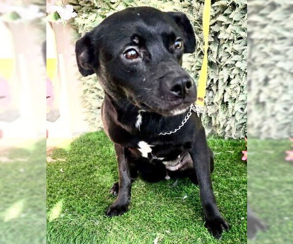 Medium Photo #1 Chihuahua-Unknown Mix Puppy For Sale in Fallbrook, CA, USA