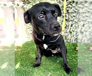 Chihuahua-Unknown Mix Dogs for adoption in Fallbrook, CA, USA