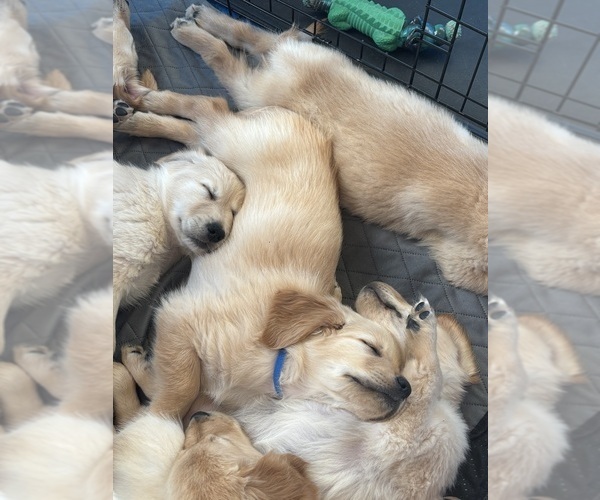 Medium Photo #8 Golden Retriever Puppy For Sale in SEVERANCE, CO, USA