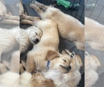 Small #7 Golden Retriever