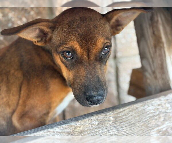 Medium Photo #1 American Pit Bull Terrier-Unknown Mix Puppy For Sale in Tulsa, OK, USA