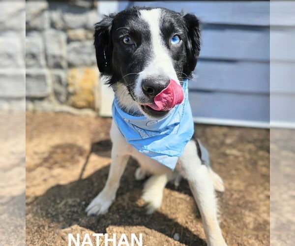 Medium Photo #3 Australian Shepherd-Unknown Mix Puppy For Sale in Maryville, TN, USA