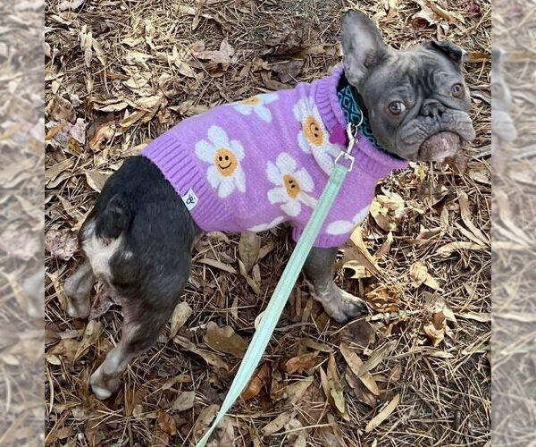 Medium Photo #1 French Bulldog Puppy For Sale in Spring Lake, NC, USA