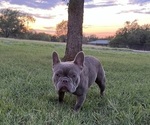 Small French Bulldog