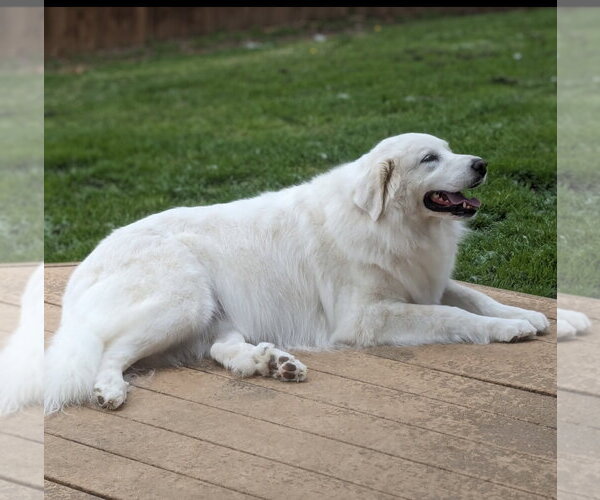 Medium Photo #7 Great Pyrenees Puppy For Sale in Spring, TX, USA