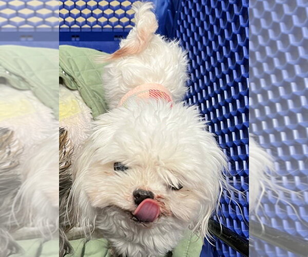 Medium Photo #2 Maltese Puppy For Sale in Foristell, MO, USA