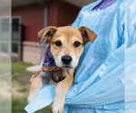 Small American Staffordshire Terrier Mix