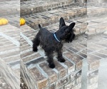 Small #4 Schnauzer (Miniature)