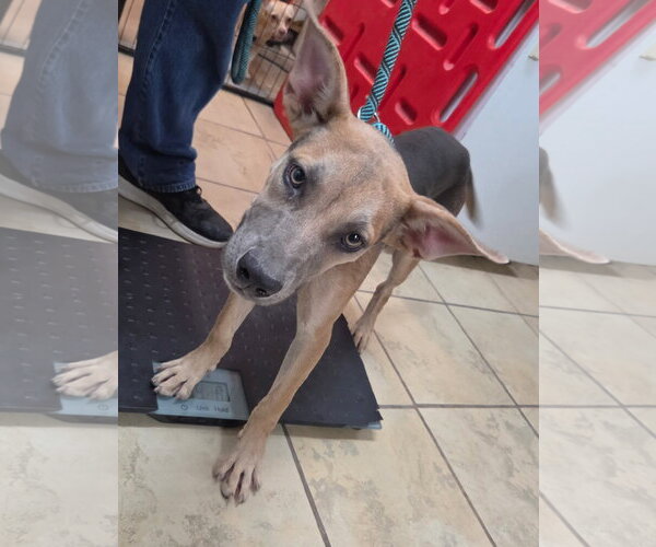 Medium Photo #1 Mutt Puppy For Sale in El Centro, CA, USA