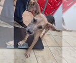 Midge - Female Mutt Dog for Adoption - Small photo