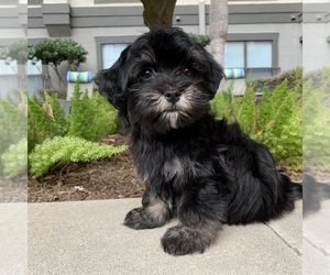 Havanese Puppy for sale in HOUSTON, TX, USA