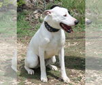 Small #2 Great Dane-Greyhound Mix