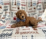 Small #6 Goldendoodle (Miniature)