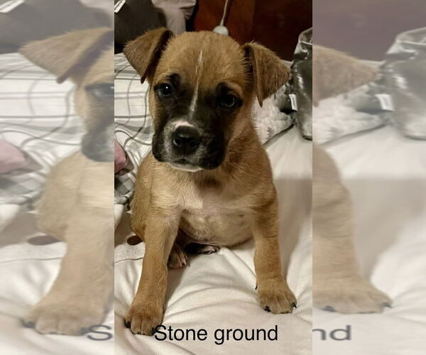 Medium Photo #1 Box-a-Pug Puppy For Sale in Aurora, IN, USA