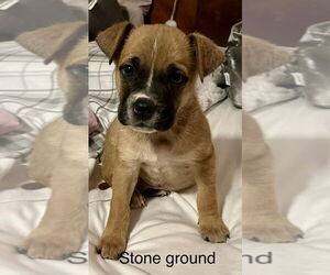 Box-a-Pug Dogs for adoption in Aurora, IN, USA