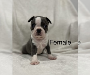 Boston Terrier Puppy for sale in RIDGEVILLE, SC, USA