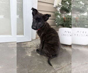 Shepradors Dogs for adoption in Brewster, NY, USA