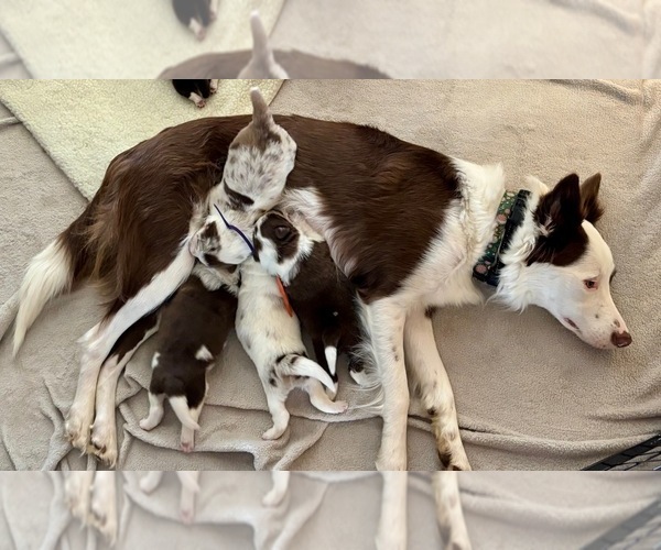 Medium Photo #1 Border Collie Puppy For Sale in MARYVILLE, TN, USA