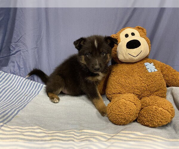 Medium Photo #1 Australian Shepherd-Unknown Mix Puppy For Sale in Modesto, CA, USA