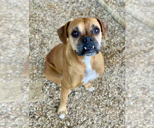 Boxer Dogs for adoption in Austin, TX, USA