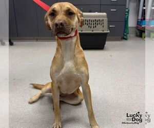 Lu Two - Female Black Mouth Cur-Labrador Retriever Mix Dog for Adoption - Photo #2