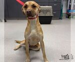 Small Photo #2 Black Mouth Cur-Labrador Retriever Mix Puppy For Sale in Washington, DC, USA