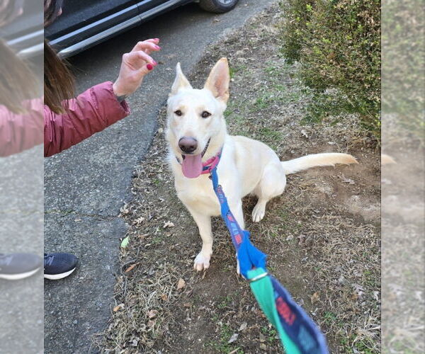Medium Photo #13 - Mix Puppy For Sale in Winston Salem, NC, USA