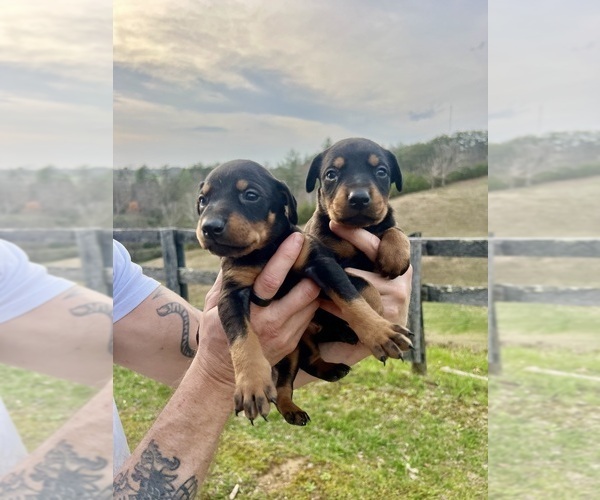 Medium Photo #14 Doberman Pinscher Puppy For Sale in CAMPTON, KY, USA
