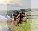 Small #13 Doberman Pinscher