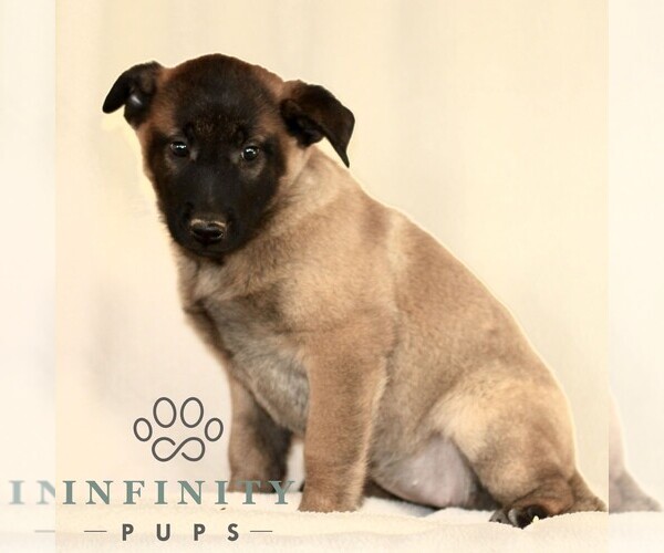Medium Photo #1 Belgian Malinois Puppy For Sale in RONKS, PA, USA