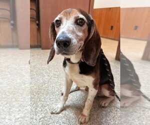 Denton - Male Beagle Dog for Adoption - Photo #2