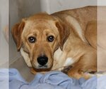 Small #2 Labrador Retriever Mix