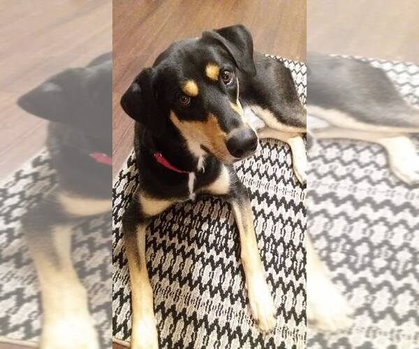 Medium Photo #7 Doberman Pinscher-Siberian Husky Mix Puppy For Sale in Minneaoplis, MN, USA