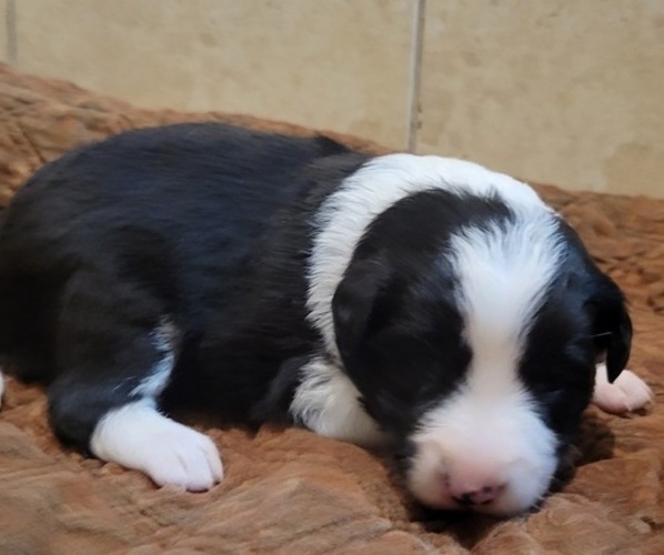 Medium Photo #1 Border Collie Puppy For Sale in WEBSTER, FL, USA