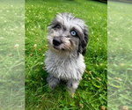 Small #14 Cavapoo (Miniature)